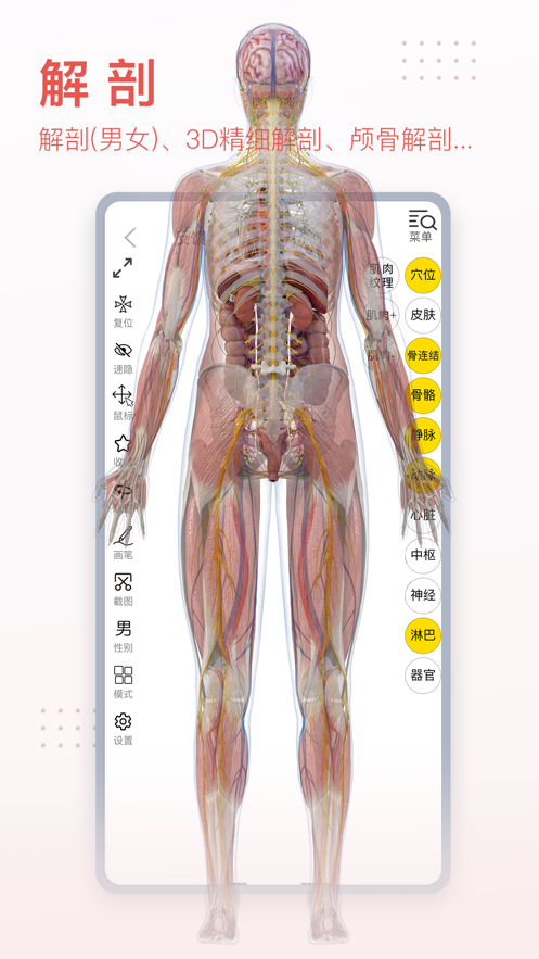 3Dbody解剖(4)