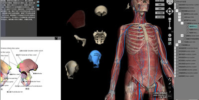 3Dbody解剖手机版