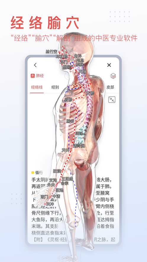 3Dbody解剖(3)